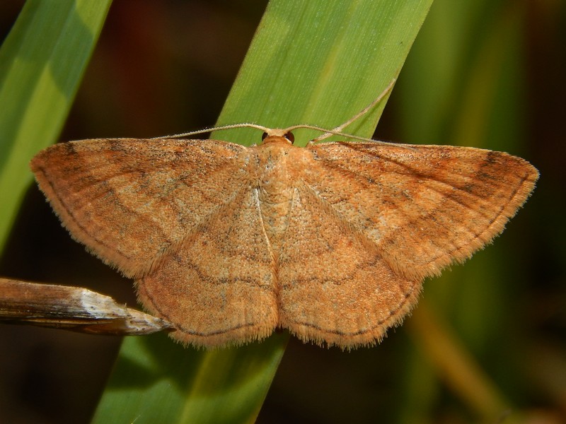 Geometridae da ID